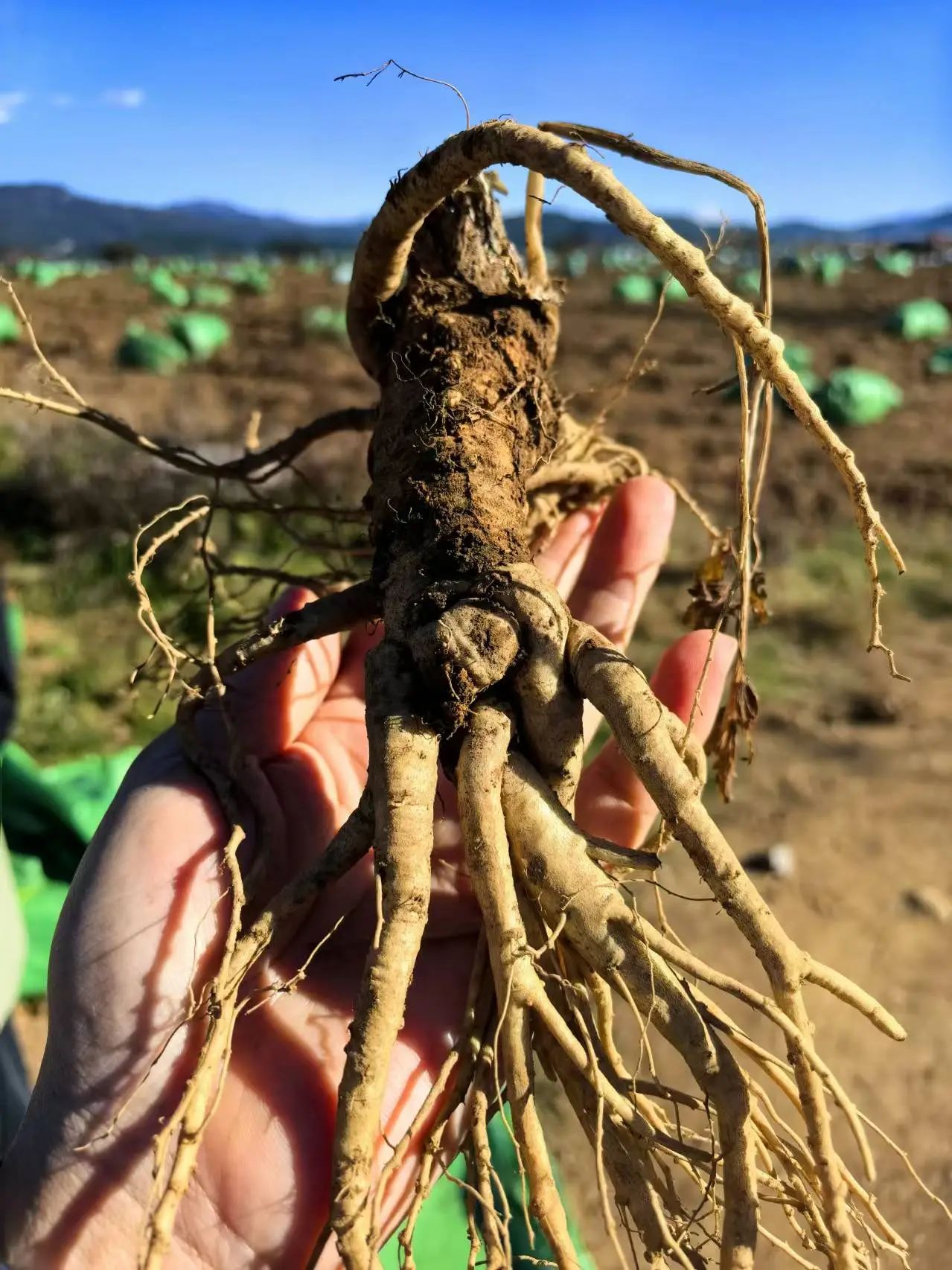 1732503777123075127.jpg 微信图片_20241125110917.jpg