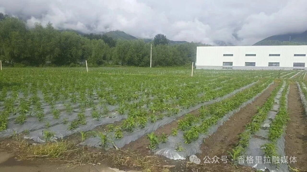 1763973211973088587.jpg 微信图片_2025-11-24_164252_574.jpg