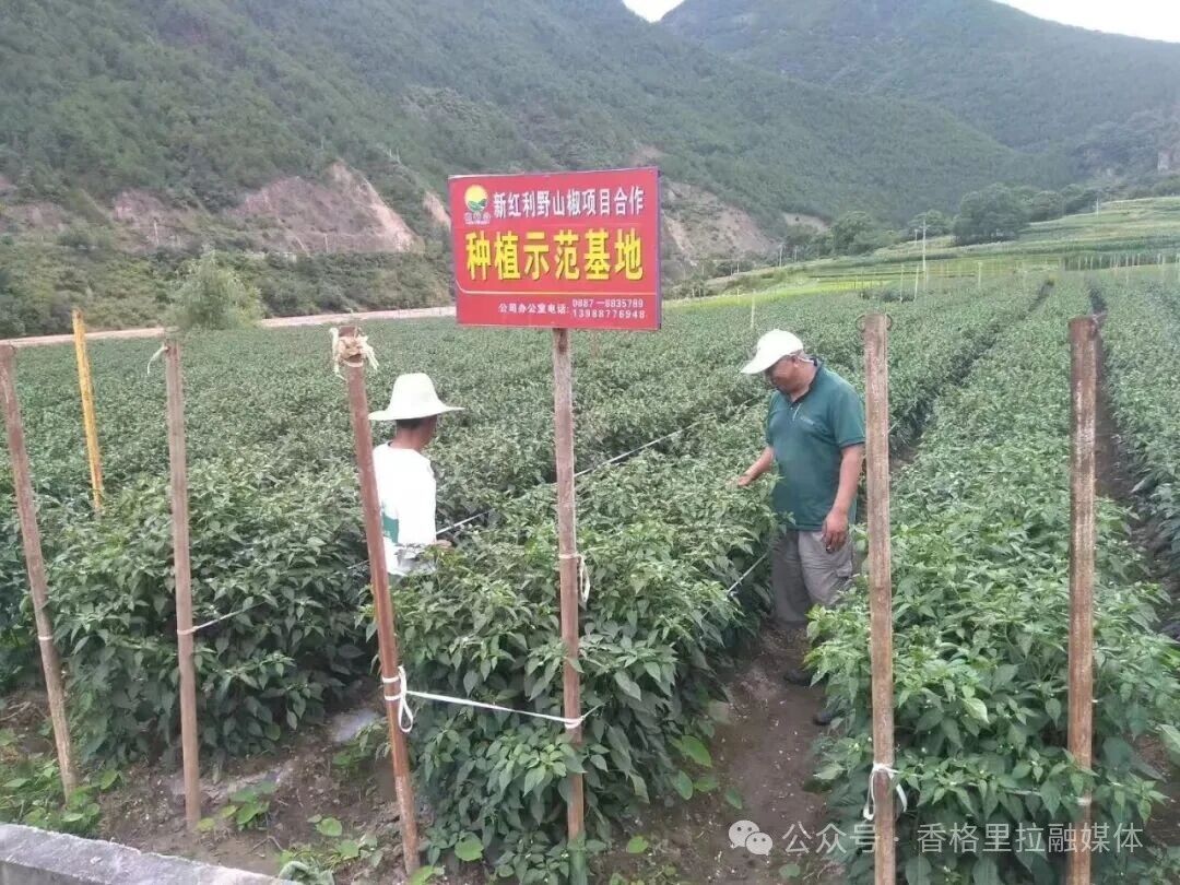 1763973405612018136.jpg 微信图片_2025-11-24_164603_987.jpg