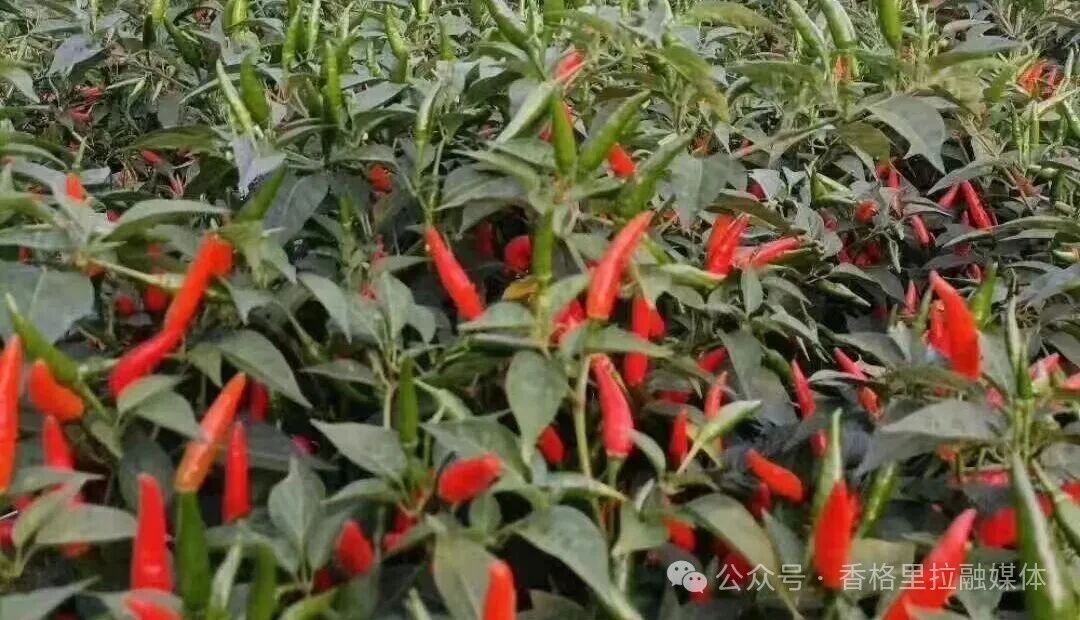 1763973418771095444.jpg 微信图片_2025-11-24_164606_883.jpg