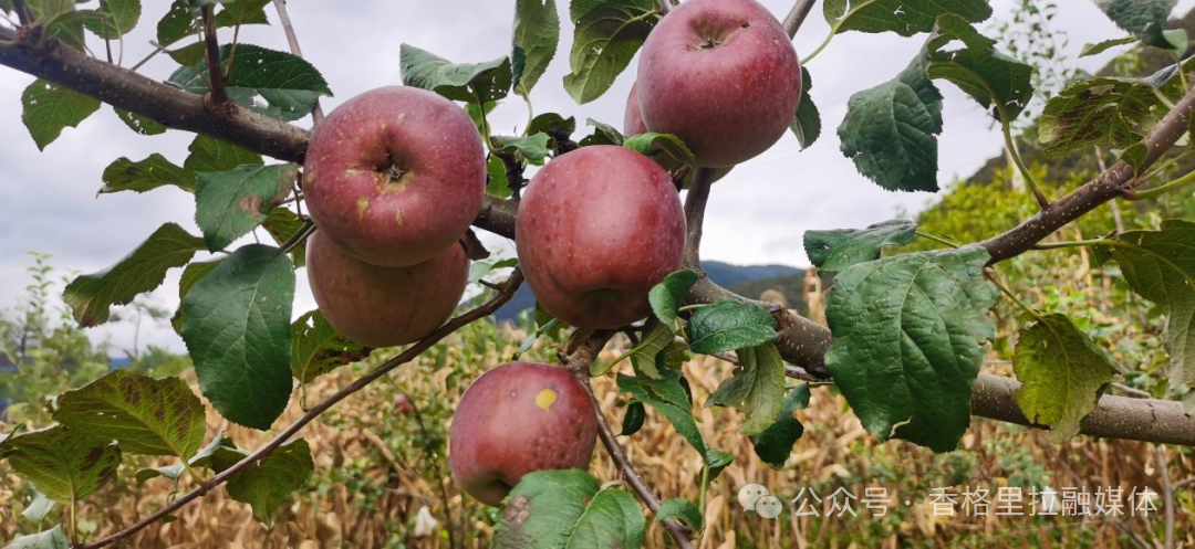 1763973740837038636.png 微信图片_2025-11-24_165133_979.png