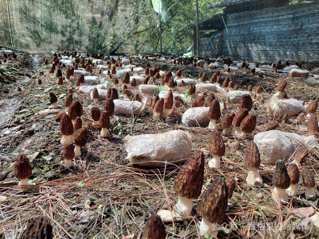 1763973764670039142.png 微信图片_2025-11-24_165136_751.png