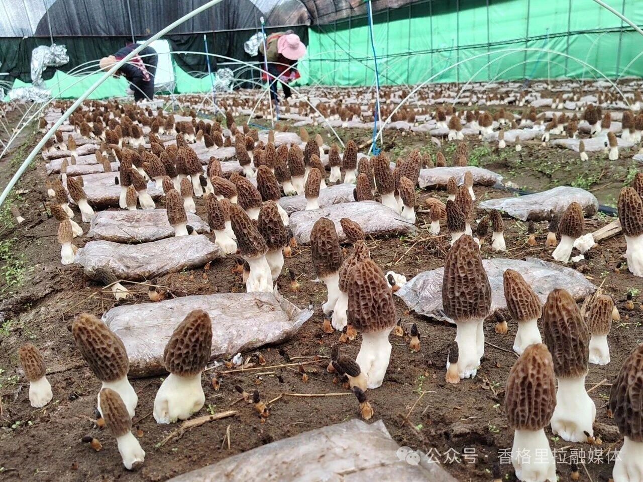 1763973976234008837.jpg 微信图片_2025-11-24_165533_704.jpg