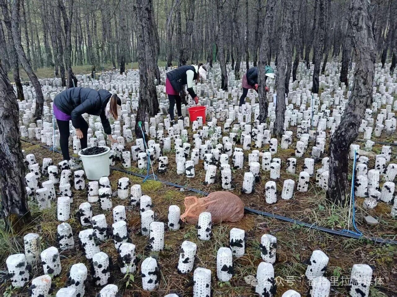 1763974004471049035.jpg 微信图片_2025-11-24_165540_196.jpg