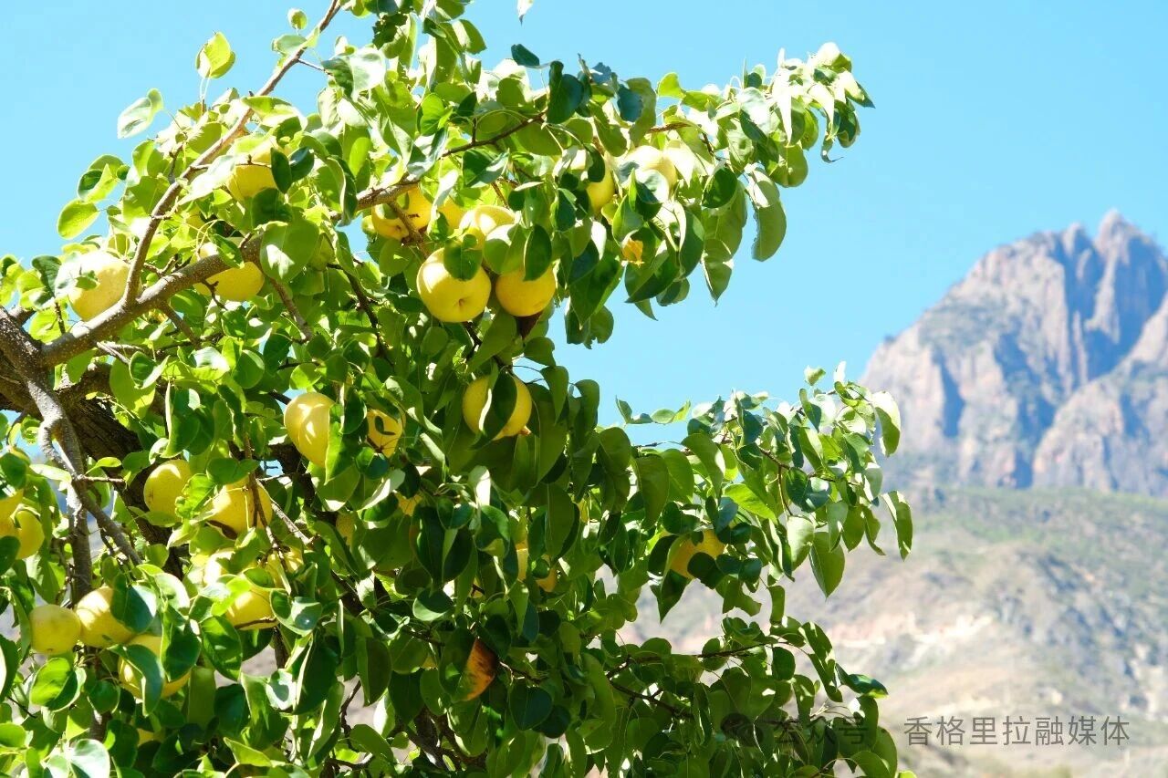 1763974138307031180.jpg 微信图片_2025-11-24_165747_989.jpg