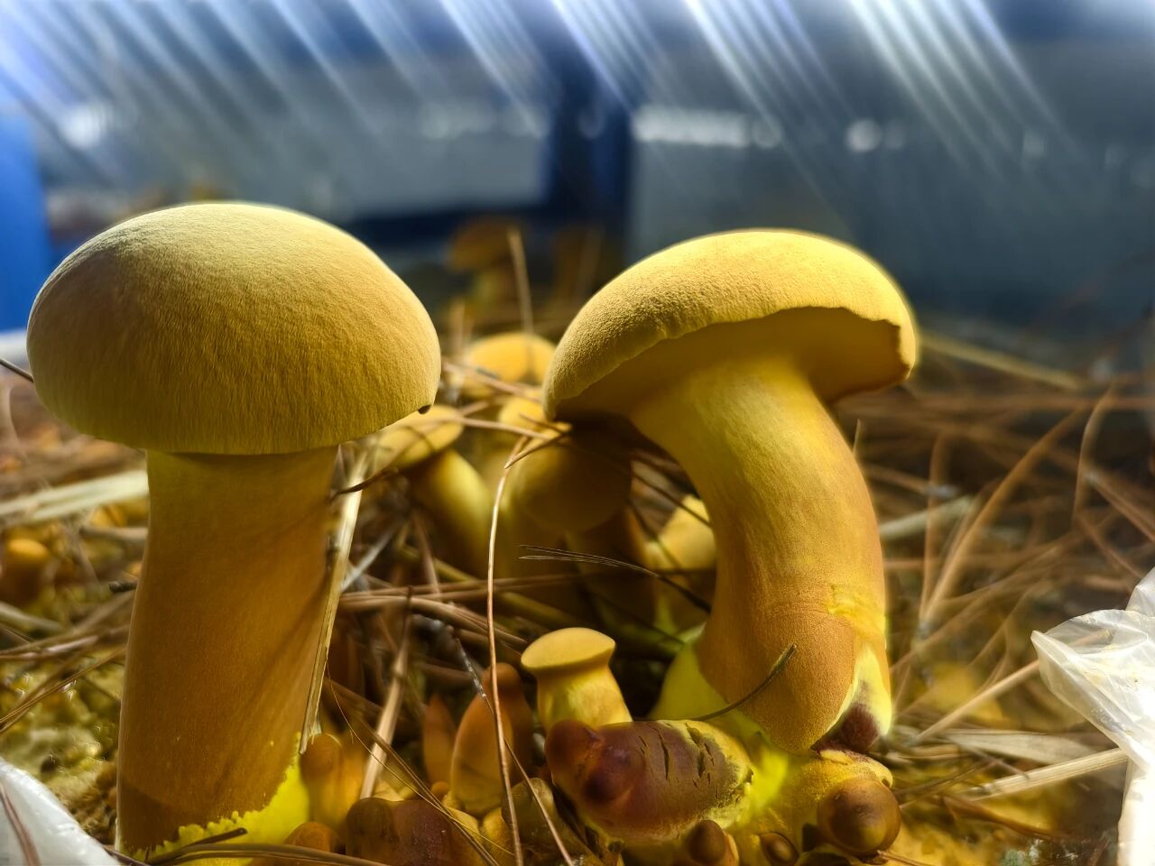 1765332273947021815.jpg 微信图片_2025-12-10_101340_345.jpg