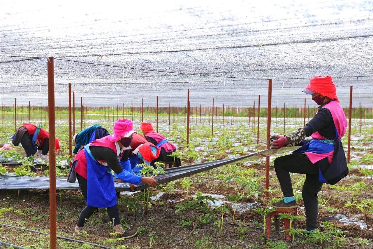 1766560247599020708.jpg 微信图片_2025-12-24_152002_715.jpg