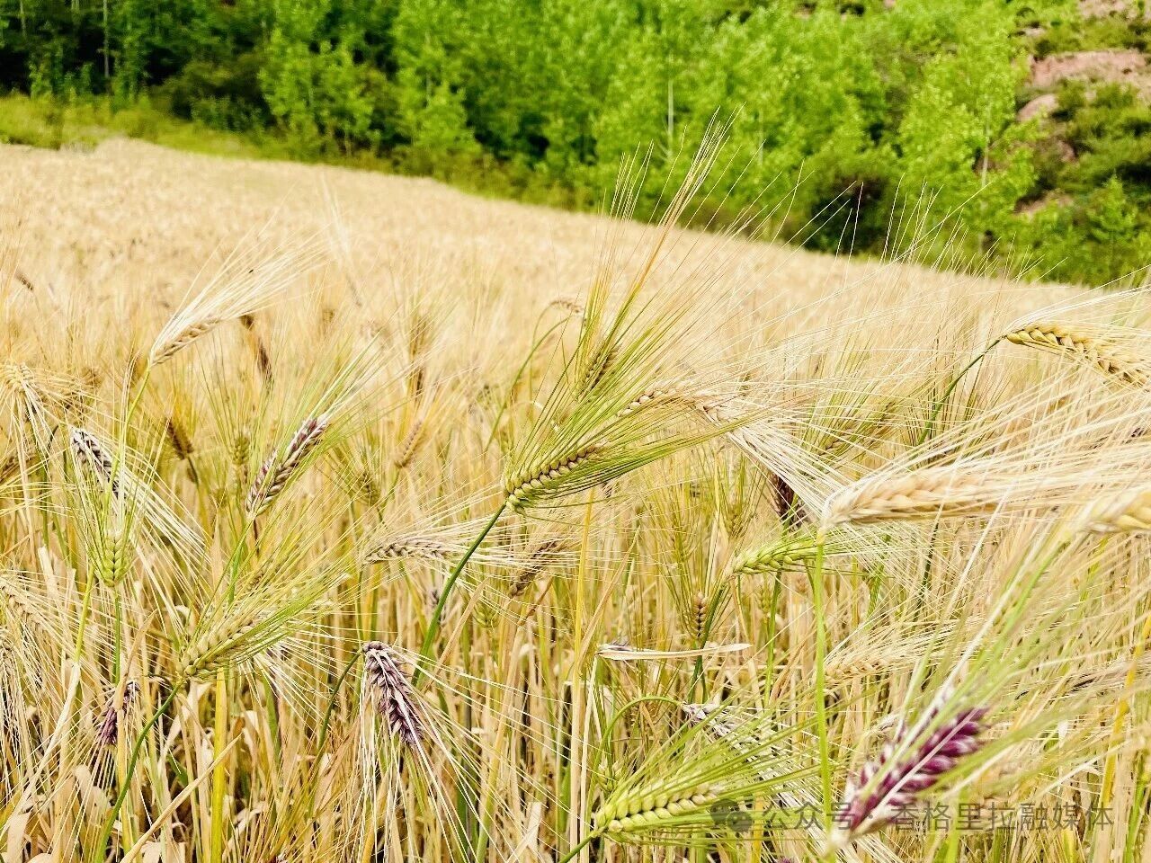 1773026638143055123.jpg 微信图片_2026-03-09_113341_582.jpg