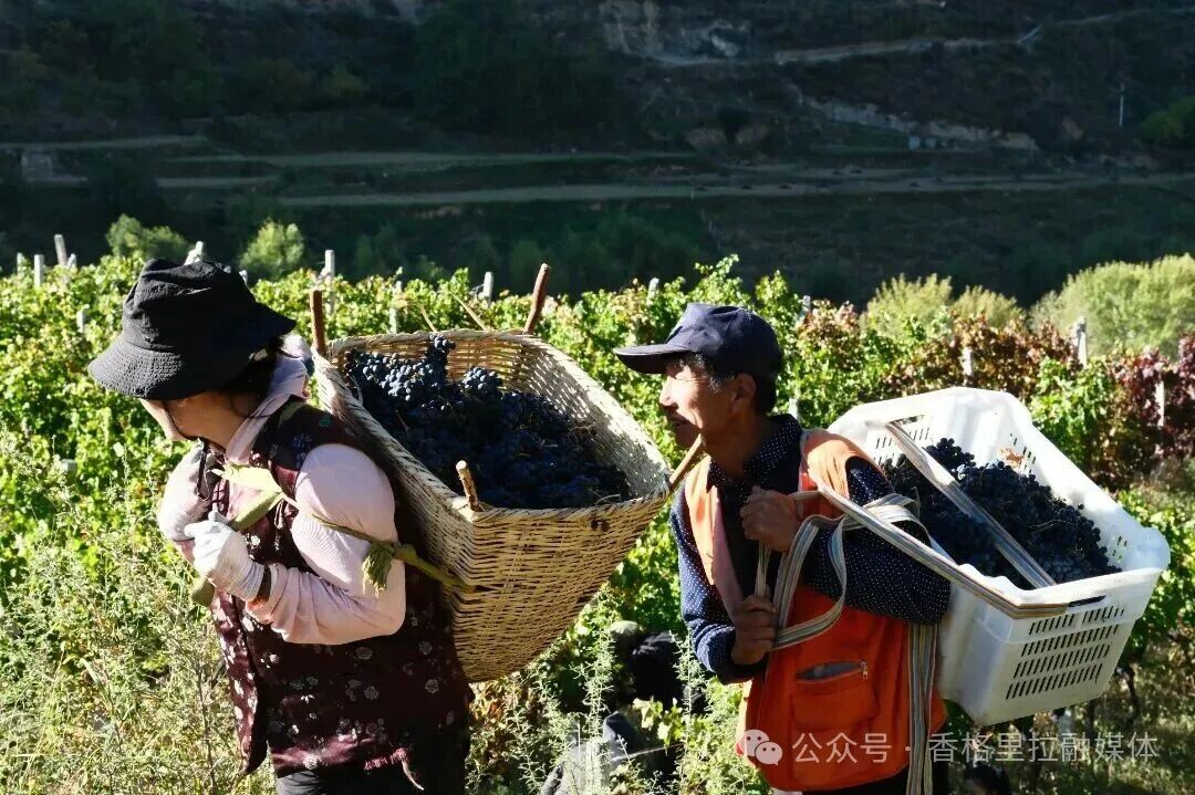 1773026650099049076.jpg 微信图片_2026-03-09_113344_310.jpg